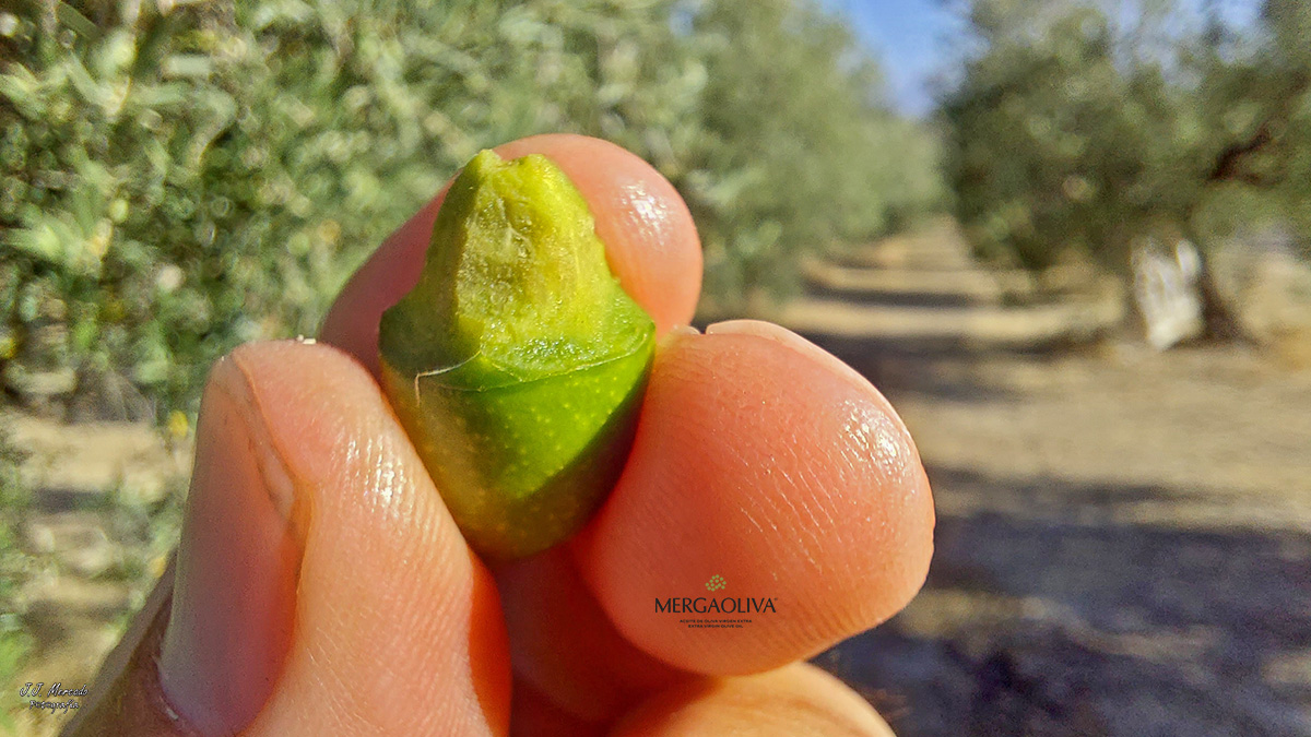 Picual mergaoliva olive pits